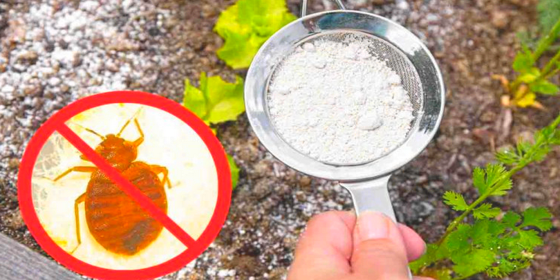 Eliminate Aphids, Ants, and Bed Bugs Permanently with This Traditional Method